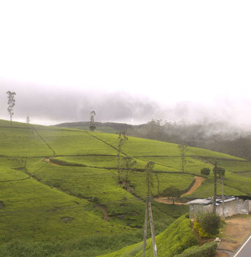 NUWARA ELIYA 