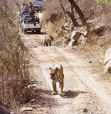 Golden Triangle With Ranthambore