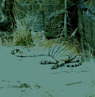 Ranthambore