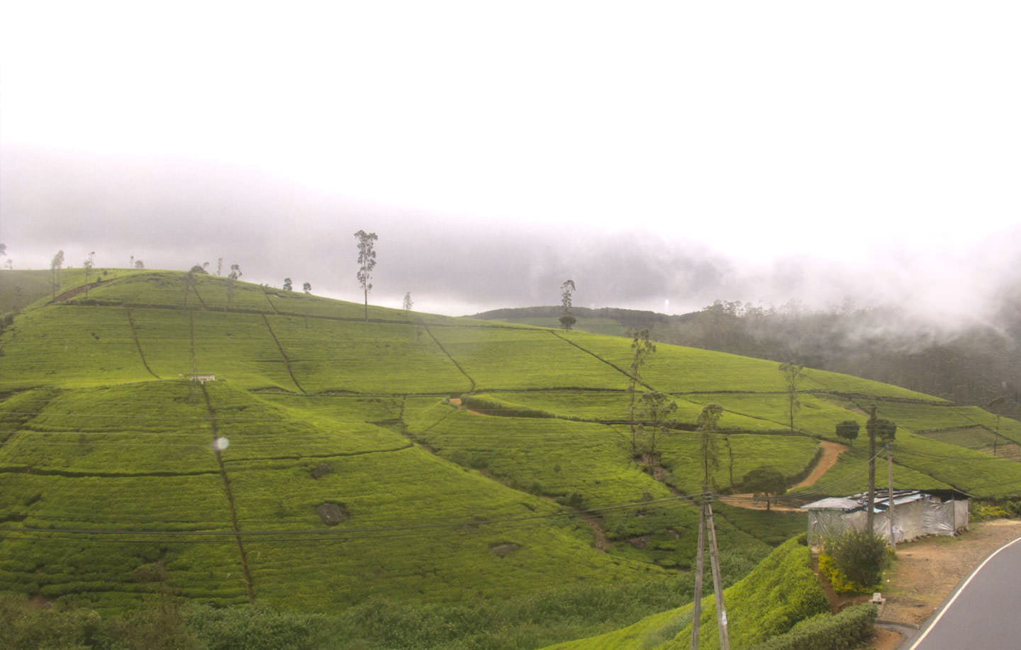 NUWARA ELIYA 