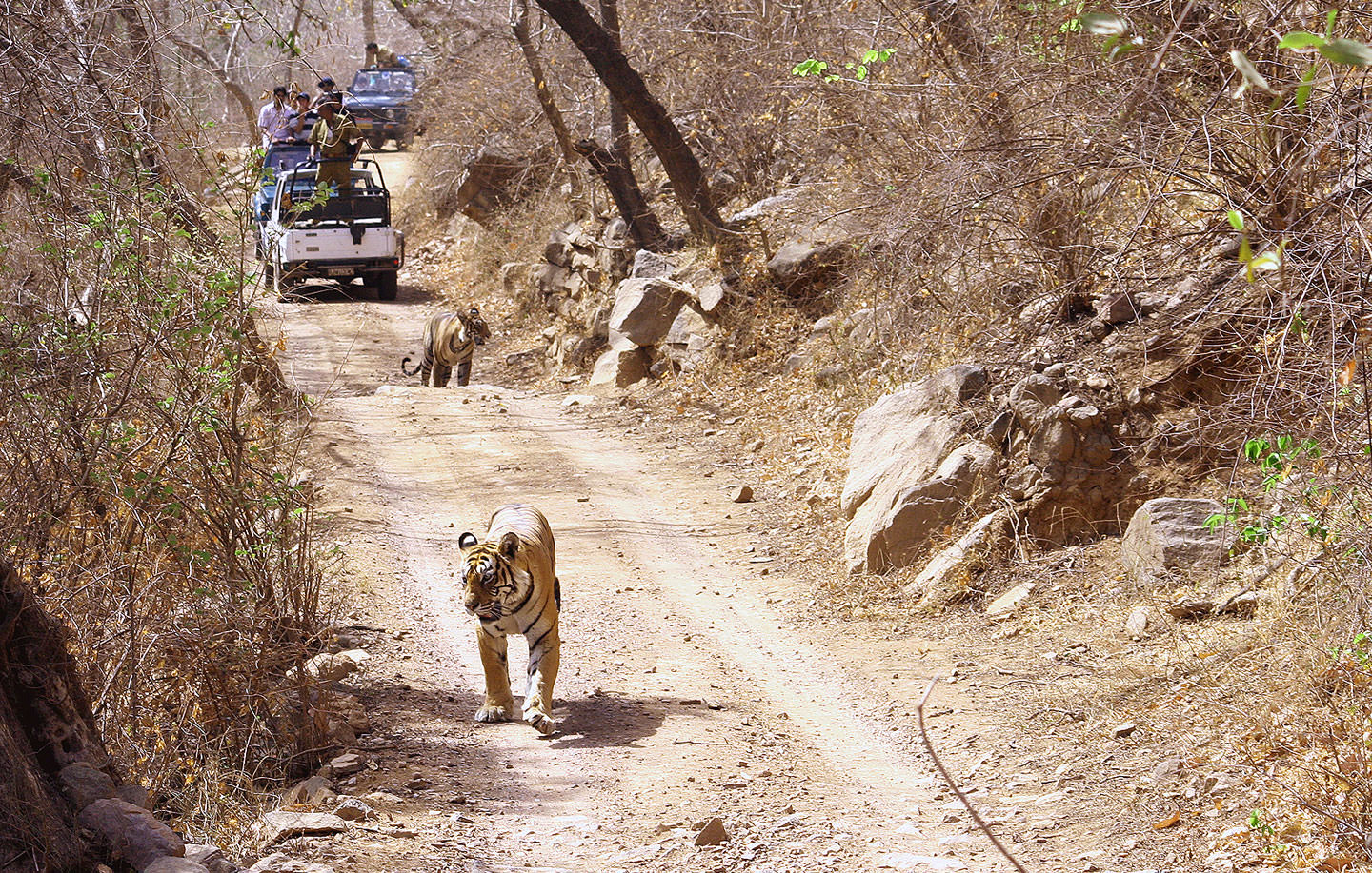 Golden Triangle With Ranthambore